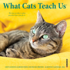 What Cats Teach Us 2023 Mini Wall Calendar By Willow Creek Press Cover Image
