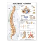 Human Spine Disorders Anatomical Chart Cover Image
