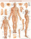Acupressure Poster (22 X 28 Inches) - Laminated: Anatomy of Points for Acupressure & Acupunture Cover Image