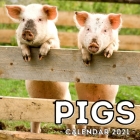 Pigs Calendar 2021: 16-Month Calendar, Cute Gift Idea For Pig Lovers Men & Women Cover Image