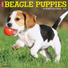 Just Beagle Puppies 2021 Wall Calendar (Dog Breed Calendar) Cover Image