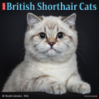 British Shorthair Cats 2024 12 X 12 Wall Calendar By Willow Creek Press Cover Image