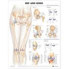 Hip and Knee Anatomical Chart Cover Image