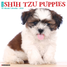 Just Shih Tzu Puppies 2023 Wall Calendar By Willow Creek Press Cover Image
