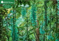 Jade Vine 1000 Piece Jigsaw Puzzle: Cambridge University Botanic Garden Cover Image