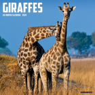 Giraffes 2024 12 X 12 Wall Calendar Cover Image
