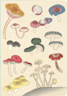 Healing Mushrooms Lined Paperback Journal: Blank Notebook with Pocket By Tuttle Studio (Editor) Cover Image
