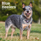 Blue Heelers 2025 12 X 24 Inch Monthly Square Wall Calendar Plastic-Free By Browntrout Cover Image