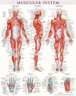 Muscular System Poster (22 X 28 Inches) - Laminated: A Quickstudy Anatomy Reference By Vincent Perez Cover Image