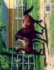 The Lippitt Morgan Horse Cover Image
