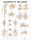 Ligaments of the Joints Anatomical Chart Cover Image