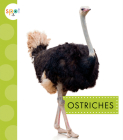 Ostriches (Spot Big Birds) By Lisa Amstutz Cover Image