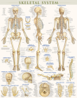 Skeletal System Poster (22 X 28 Inches) - Laminated: A Quickstudy Anatomy Reference By Vincent Perez Cover Image