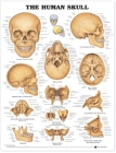 The Human Skull Anatomical Chart By Anatomical Chart Company (Prepared for publication by) Cover Image