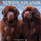 Just Newfoundlands 2024 12 X 12 Wall Calendar By Willow Creek Press Cover Image