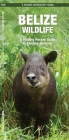 Belize Wildlife: A Folding Pocket Guide to Familiar Species (Pocket Naturalist Guide) By James Kavanagh, Waterford Press, Raymond Leung (Illustrator) Cover Image