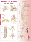 Anatomy and Injuries of the Spine Anatomical Chart Cover Image