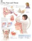 Ear, Nose & Throat Chart: Laminated Wall Chart Cover Image