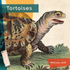 Tortoises By Melissa Gish Cover Image