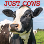 Just Cows 2023 Wall Calendar By Willow Creek Press Cover Image