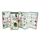 Sibley's Trees of the Southwest By David Sibley Cover Image