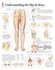 Understanding the Hip & Knee Chart: Wall Chart Cover Image