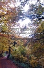 Forest Folklore, Mythology and Romance Cover Image