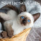 Siamese Cats 2023 Wall Calendar By Willow Creek Press Cover Image