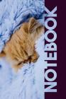 Notebook: Lindo Gatito Useful Composition Book for Cutest Baby Animals Lovers Cover Image