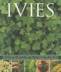 Ivies: An Illustrated Guide to Varieties, Cultivation and Care, with Step-By-Step Instructions and Over 150 Inspiring Photogr By Hazel Key Cover Image