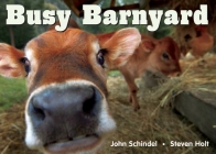 Busy Barnyard (A Busy Book) By John Schindel, Steven Holt (Photographs by) Cover Image