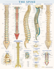 Spine Anatomy Poster (22 X 28 Inches) - Laminated: A Quickstudy Reference By Vincent Perez Cover Image