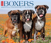 Boxers 2025 6.2 X 5.4 Box Calendar By Willow Creek Press Cover Image