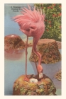 Vintage Journal Flamingo Nesting in Florida By Found Image Press (Producer) Cover Image
