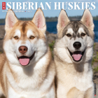 Just Siberian Huskies 2023 Wall Calendar By Willow Creek Press Cover Image