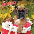 Boxer Puppies 2020 Square By Inc Browntrout Publishers Cover Image
