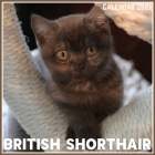 British Shorthair Calendar 2021: Official British Shorthair Calendar 2021, 12 Months By Digi Print Cover Image