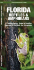 Florida Reptiles & Amphibians: A Folding Pocket Guide to Familiar Species of Florida & the Everglades (Pocket Naturalist Guide) Cover Image