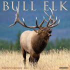Bull Elk 2024 12 X 12 Wall Calendar By Willow Creek Press Cover Image