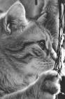 The Curious Cat Graph Paper Notebook Cover Image
