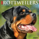 Just Rottweilers 2025 12 X 12 Wall Calendar By Willow Creek Press Cover Image