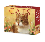Cats 2023 Box Calendar By Willow Creek Press Cover Image
