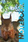 Notebook: Ardilla Pretty Composition Book for American Red Squirrel Fans By Molly Elodie Rose Cover Image