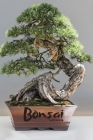 Bonsai: Notebook By A. D. Publishing Cover Image