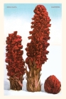 The Vintage Journal Snow Plant, Lake Tahoe, California Cover Image
