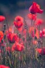Poppies: Wild Flower By Dms Books Cover Image