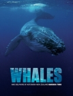 Whales and Dolphins of Aotearoa New Zealand By Barbara Todd Cover Image