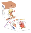 Anatomy Flashcards: 300 Flashcards with Anatomically Precise Drawings and Exhaustive Descriptions Cover Image