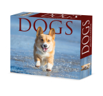 Dogs 2023 Box Calendar By Willow Creek Press Cover Image