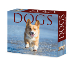 Dogs 2023 Box Calendar Cover Image